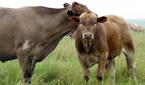 Tuli cattle - Alchetron, The Free Social Encyclopedia