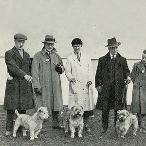 Glen of Imaal Terrier History: From Irish Farmyards to Modern Homes