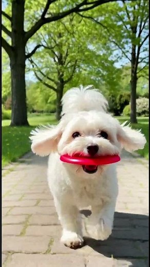 Dog Catching Frisbee-小狗接飛盤-な犬のフリスビ-Perrito atrapando frisbee#funny #memes #dog #Frisbee