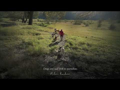 Relaxing music for animal lovers 🌻🐕🌿 – a playlist for relaxing in the quiet of a sunlit countryside