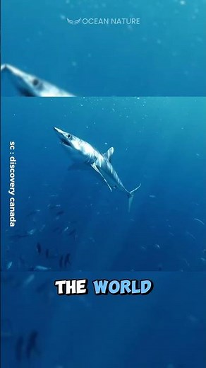 Mako Shark | The Fastest Swimming Shark! #shorts