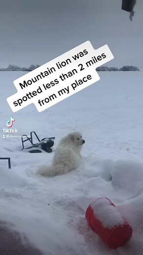 Great Pyrenees vs. Mountain Lion: Can a Great Pyrenees Defeat a Mountain Lion?