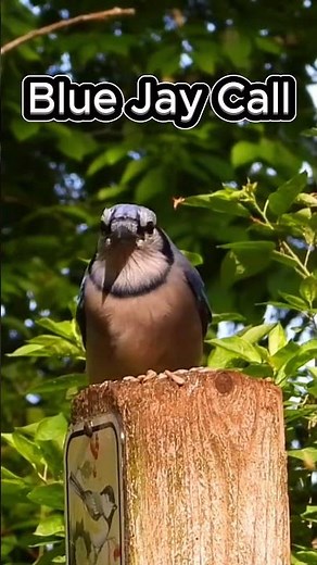 Blue Jay Call Identification #shorts #bluejays #birding
