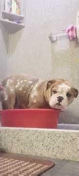 English bulldog Bacon shower day pls.Like and Subscribe