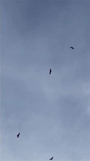 “They’re Watching Something You Can’t See…” #youtubeshorts #hawks #wildlife #nature