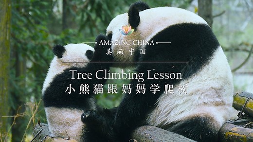 Speaking of the giant panda, you might think it’s still an endangered species. But the good news is their populations are on the rise. Due to enormous efforts by Chinese conservation programs, more and more panda babies are being born. Now, some of the panda cubs from these breeding programs are being reintroduced to the wild. The first thing they have to learn is how to climb trees. Let's see if this baby panda can successfully master this skill in the end! #AmazingChina | iPanda