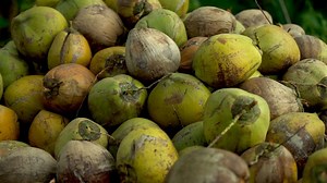 How coconuts are fighting ocean pollution in the Philippines