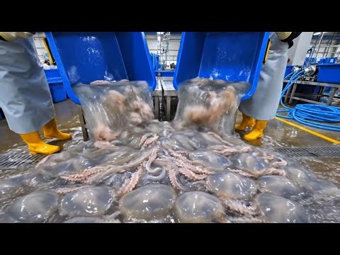 Inside the Jellyfish Processing Factory: How Edible Jellyfish Is Cleaned, Salted & Packed