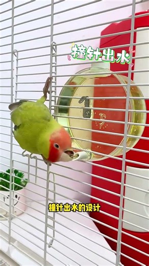 Use a water dispenser for parrots #waterfeeder #parrotkeeping