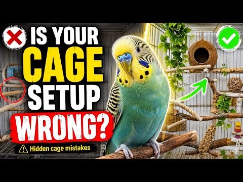 Perfect Parrot Cage Setup: Stop Making These Common Cage Mistakes