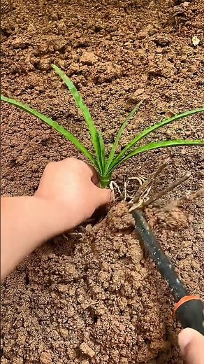 Follow the high-quality technique for planting pineapple plants.