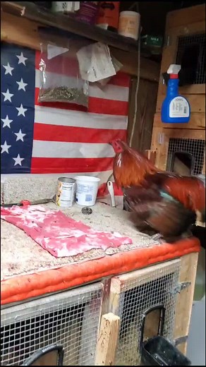 big country on TikTok