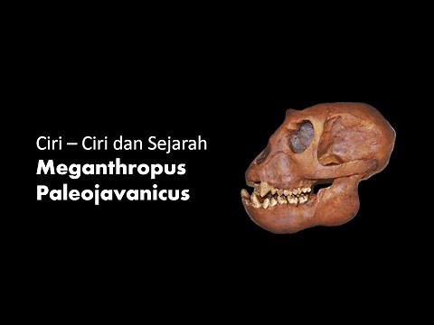 Materi Ciri - Ciri dan Sejarah Meganthropus Paleojavanicus / Sejarah Indonesia