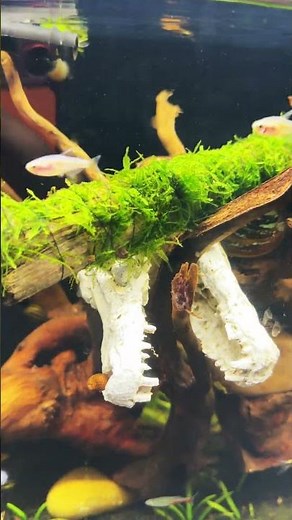 Easiest Aquarium Plant Setup | Moss on Driftwood 🌿 #shorts