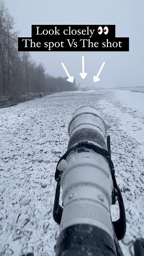 Majestic Eagles in the Snowstorm | Canon R5 600mm EF f4 Lens