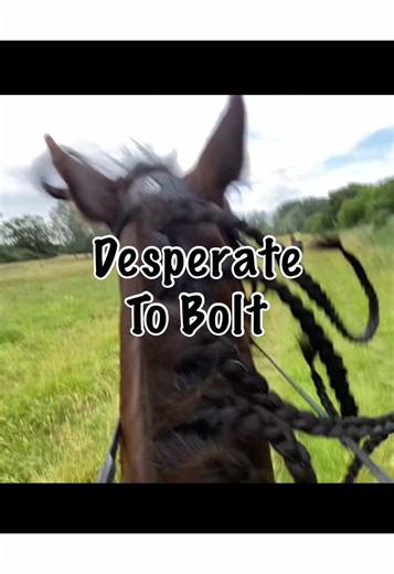 Horseflies Trigger Excitement: Holding Connie Back on New Trail