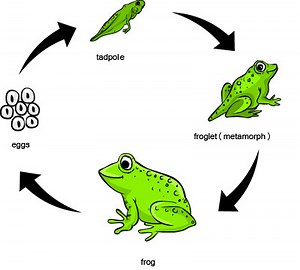 Frog Life Cycle