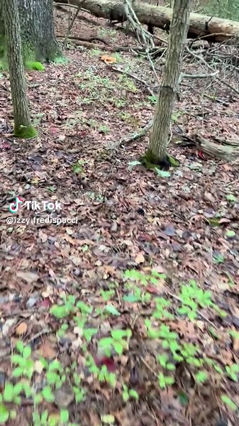 Foraging for Mushrooms: Tips and Tricks