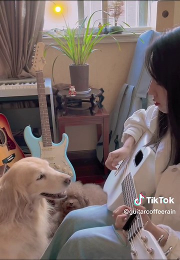 Sunflower guitar cover #guitarsolo #guitarfingerstylecover #guitarfingerstyle #sunflowerguitar