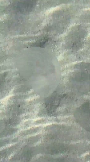 Jellyfish in the Baltic Sea. #lappohja #finland #hanko #jellyfish