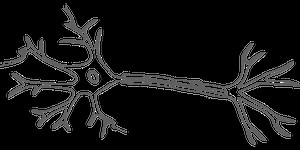 Aspects Fondamentaux de la Communication Nerveuse