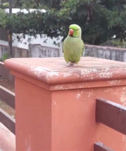 This Parrot’s Walk Is So Cute! 🦜❤️