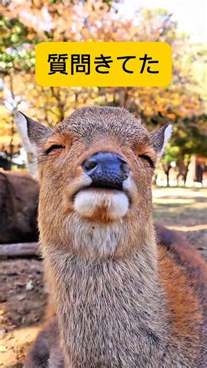 鹿達の日常 【nara deer channel】 on Instagram: "質問きてた🦌 #奈良の鹿 #deer #鹿達の日常"