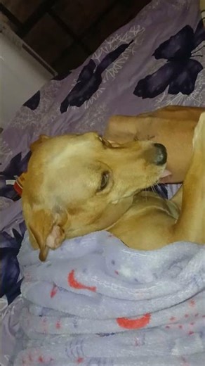 #dog #dogsdaily #dogshorts #dogbed ##dogviral #dogs #dogvideos #doglife #doglove #dogsofyoutube