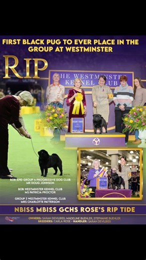 RIP 🌊 GCHS Rose's Rip TIDE WESTMINSTER GROUP PLACING MULTI GROUP WINNING NATIONAL SPECIALTY WINNER AKC NATIONAL CHAMPIONSHIP BOB MORRIS & ESSEX 2025 BOB #ADF #AKC #pug #blackpug #showdog | American Dog Fancier