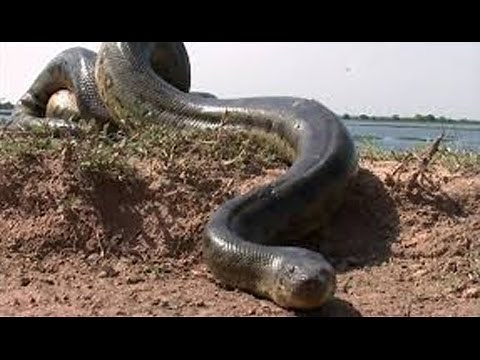 Documental - La Anaconda del Amazonas
