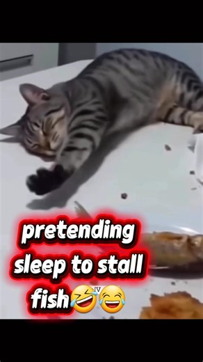 funny cat pretending🤣 #lucu #funny #cat