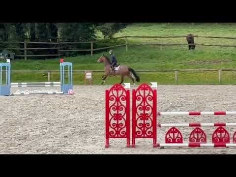 Cheval à vendre - Jument de 4 ans, belles allures, idéale amateur - equirodi.com