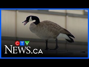 ‘Any car is pretty much fair game’: Colorado state troopers terrorized by Canada goose