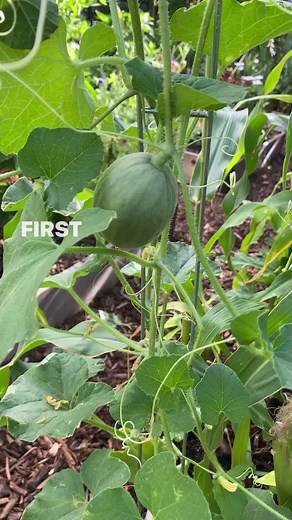 1.5K views · 45 reactions | 20 Gallon grow bag ⁣⁣+ 1 Bag Growing in...