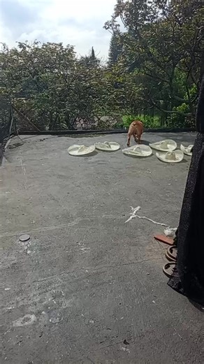 Videos de mariachis en miami (@mariachis.en.miam) con “sonido original - ◇☆•°•°•CHIN○•°•°•☆◇ 😎🤘”