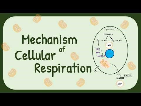Mechanism of Cellular Respiration | Kreb Cycle | ETC | Chapter 8 Class 9 | New book, 2025
