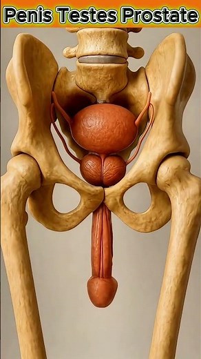 Human Anatomy: Male Reproductive System | 3D Animation