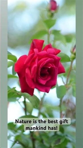 Beautiful Flowers in Bloom – A Relaxing Photo Journey 🌸