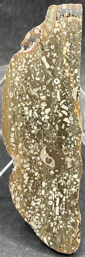 Devonian Fossil Packstone: Face Polished Specimen With Crinoids, Corals, and More - Etsy