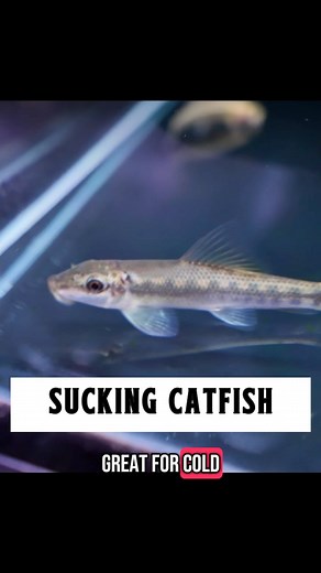 Sucking catfish make great additions to your cold water or warm water tropical aquariums. Just make sure you keep them well fed! 🐟 https://www.natureaquariums.com.au/products/sucking-catfish-5-0-6-0-cm?_pos=2&_psq=Sucking catfish&_ss=e&_v=1.0 #aquariumfish #aquascaping #goldfish #catfish #algae | Nature Pets & Aquariums