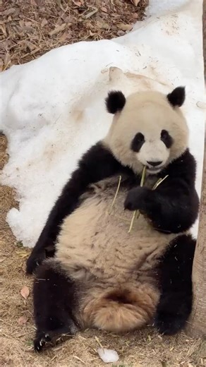#panda Lunwen’s Winter Vibe: Eating Bamboo on a Snowbank! #cute #cutepanda #funnyvideo