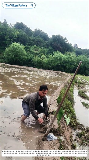 蓮の葉を植える：水田の縁に息づく伝統農法の知恵