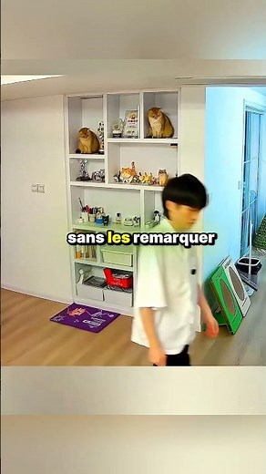 ce propriétaire joue à cache avec ses chats🤣