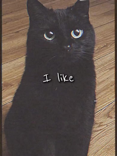 Exploring the Black Cat Lab in CapCut