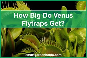 How Big Do Venus Flytraps Get? - Smart Garden and Home