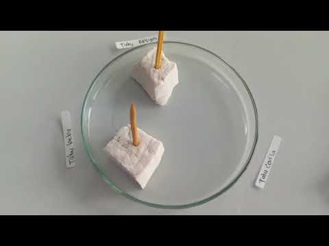 UJI KANDUNGAN BORAKS PADA BAHAN MAKANAN | KELOMPOK 9 | PRAKTIKUM BIOKIMIA SEMESTER 124