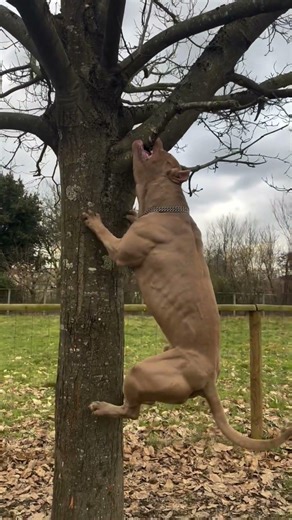 Top 2 Most Dangerous Dog Breed in The World 🌎 #shorts #pitbull #dogs #kangal #new #trending