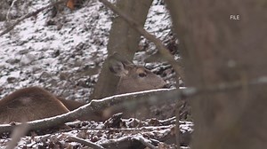 WDFW announces emergency rules to prevent the spread of Chronic Wasting Disease