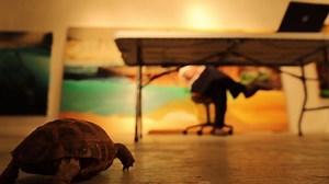 In the studio with artist Alexis Rockman for Global Wildlife Conservation & Turtle Conservancy. Stay tuned for the big reveal: coming April 19th. #JointheSearch | Re:wild