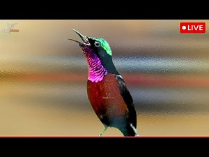 Hummingbird Song Nature Sounds - Relaxing Bird Sounds for Sleeping - Calming Birds Chirping Ambience